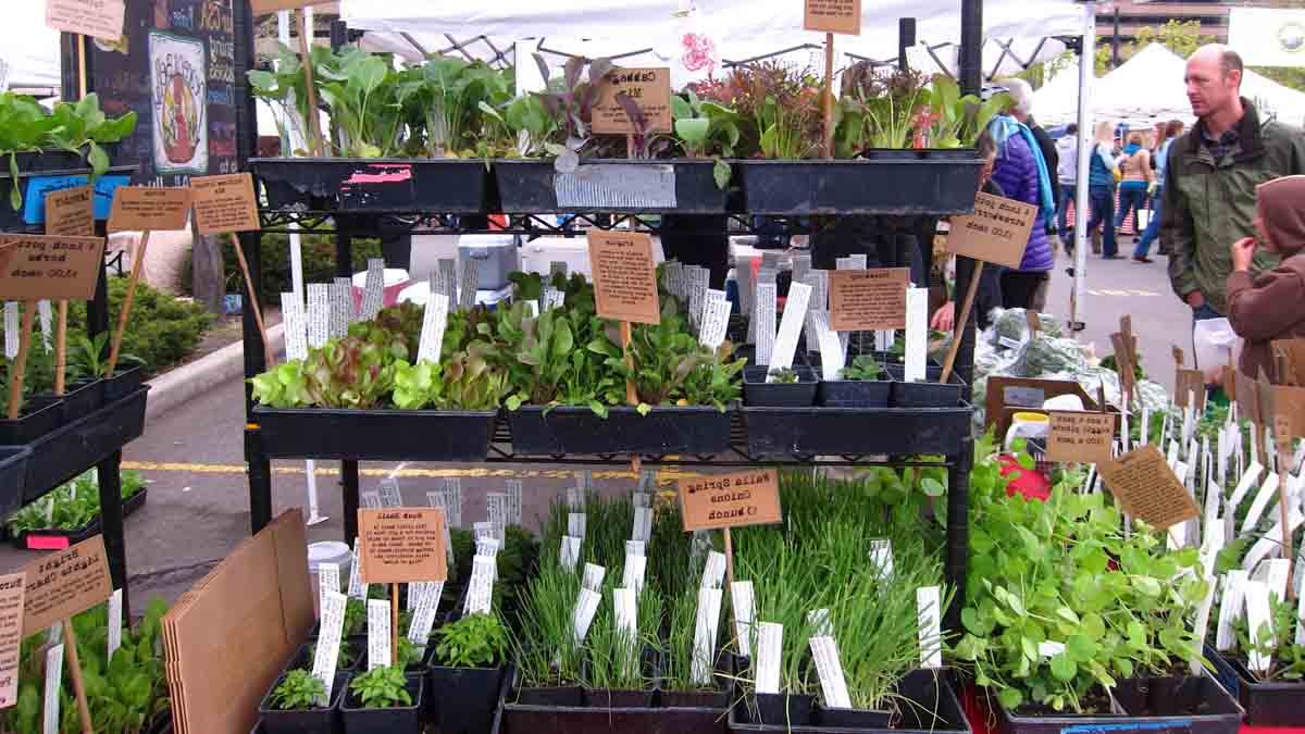 plants at farmers market