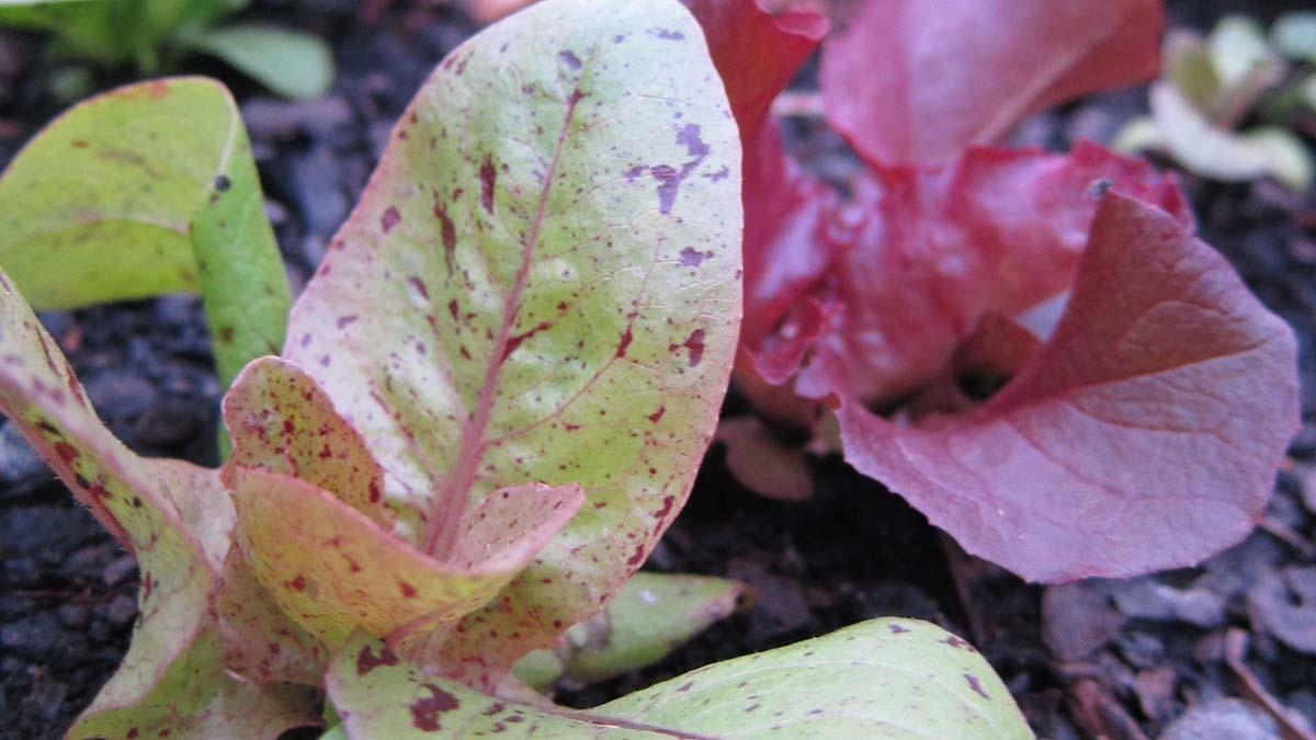 a garden of speckled lettuce