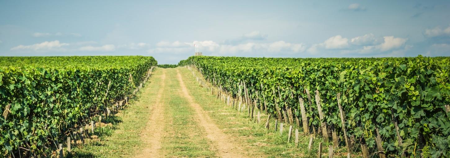 crops in the field