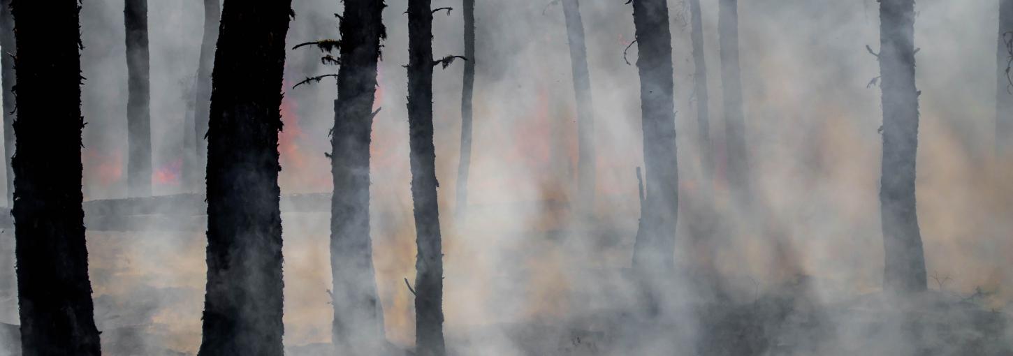 Fire smoke amid charred trees