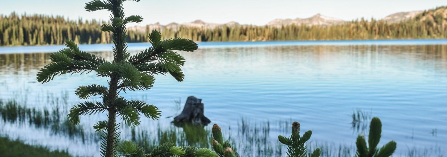 A lake surrounded by a forest